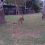 Australie - BRISBANE - Lone Pine