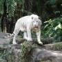 Singapour - 
