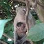Singapour - 