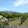 Nouvelle-Zélande - vignes du Marlborough