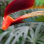 Belize - keel_billed Toucan