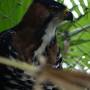 Belize - ornate hawk eagle