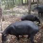 Belize - tapir