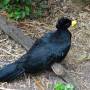 Belize - great curassow  male