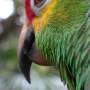 Belize - red lored parrot