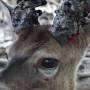 Belize - white tailed deer
