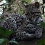 Belize - ocelot