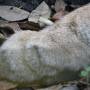 Belize - puma concolor