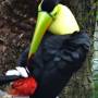 Belize - keel_billed Toucan