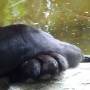 Belize - black jaguar