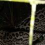 Belize - ocelot