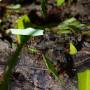 Belize - FOURMIS