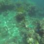 Australie - CAIRNS - Grande Barrière de Corail
