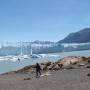 Argentine - 