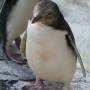 Nouvelle-Zélande - trop mignons non, les pinguoins?!