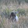 Nouvelle-Zélande - pinguoin nichant dans les dunes