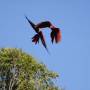 Honduras - Macaw