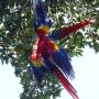 Honduras - Macaw