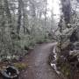 Nouvelle-Zélande - forêt ensorcellée