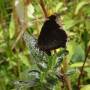 Guatemala - papillon Atitlan