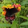 Guatemala - Papillon Atitlan