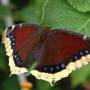 Guatemala - Papillon Atitlan