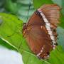 Guatemala - Papillon Atitlan