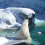 Canada - Ours polaire de l