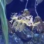 Canada - Dragon des mer