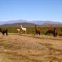 Argentine - Ah, y a des Lamas !