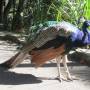 Australie - 