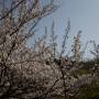 Japon - 