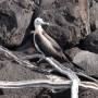 Équateur - San Cristobal - Galapagos