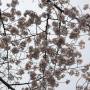 Japon - 