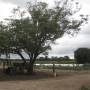 Argentine - 
