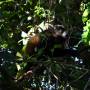 Panama - howler monkey