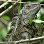 Costa Rica - iguane