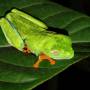 Costa Rica - Grenouille