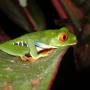 Costa Rica - Grenouille