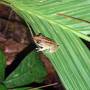 Costa Rica - Grenouille