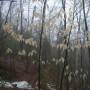 Canada - Un arbre aux feuilles translucides