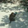 Thaïlande - 