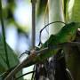 Costa Rica - Manuel Antonio