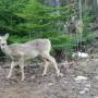 Canada - Sleeping Giants Provincial Park 