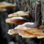 Costa Rica - milles pates sur champignons