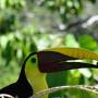 Costa Rica - toucan