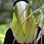 Costa Rica - toucan