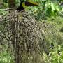 Costa Rica - toucan