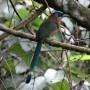 Costa Rica - motmot