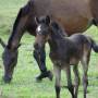 Costa Rica - chevaux